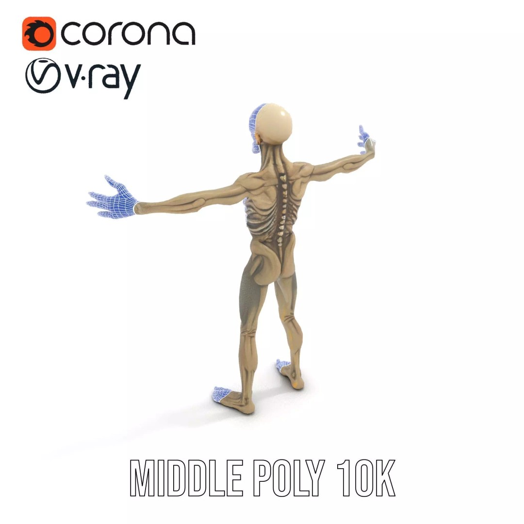 Skeleton 3D Model – Low Poly Game Ready Character with Rigging - View 24