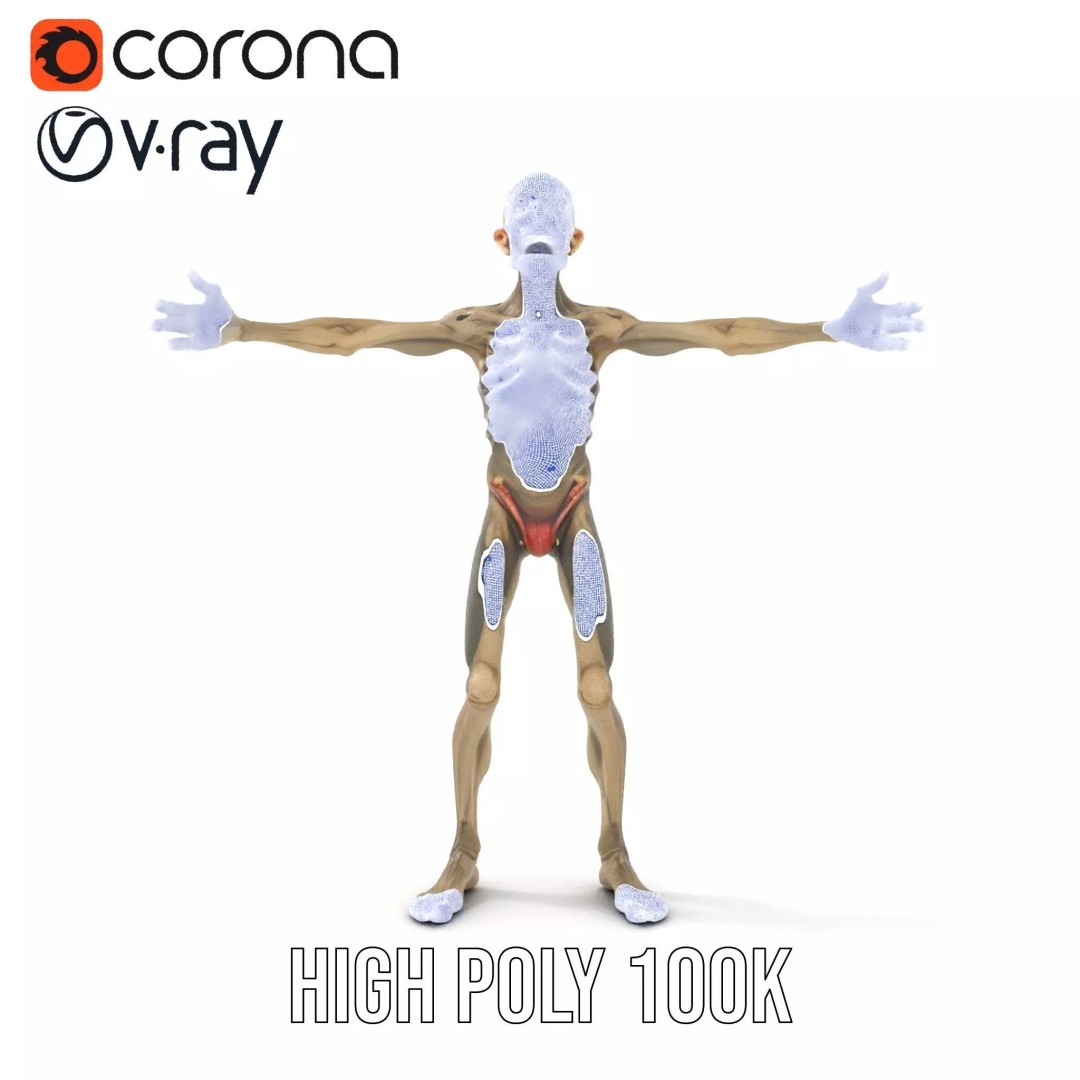 Skeleton 3D Model – Low Poly Game Ready Character with Rigging - View 26