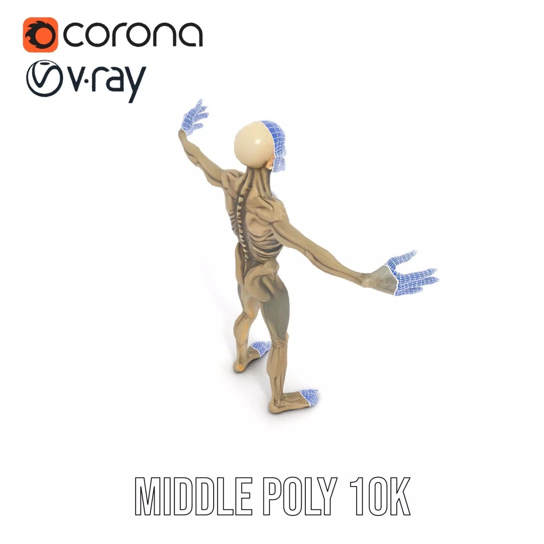 Skeleton 3D Model – Low Poly Game Ready Character with Rigging - View 27