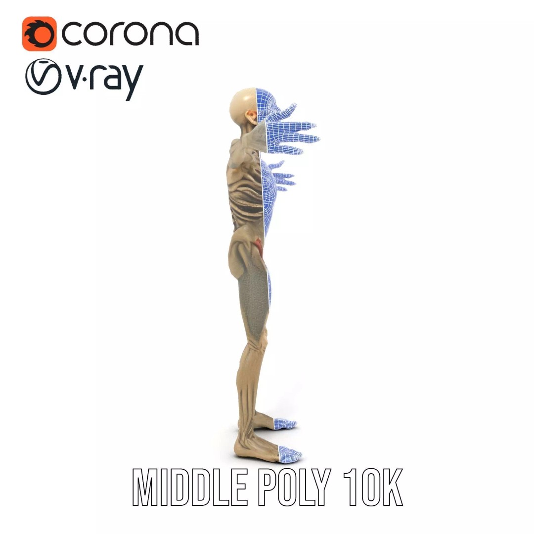 Skeleton 3D Model – Low Poly Game Ready Character with Rigging - View 30