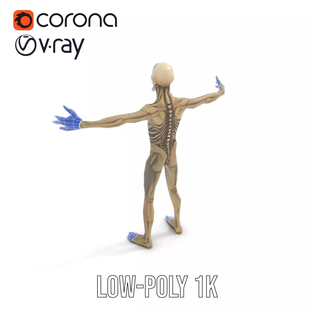 Skeleton 3D Model – Low Poly Game Ready Character with Rigging - View 31