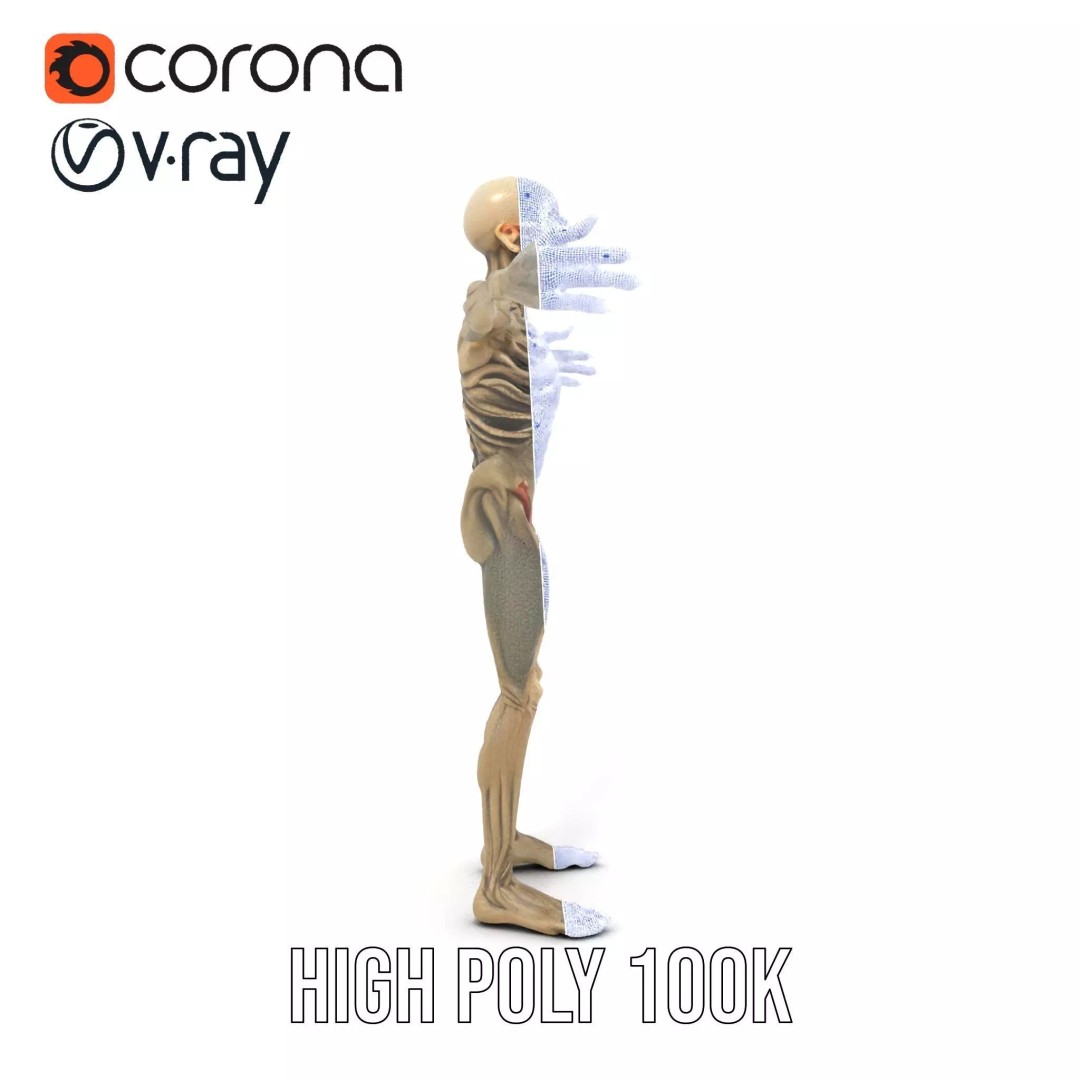 Skeleton 3D Model – Low Poly Game Ready Character with Rigging - View 32