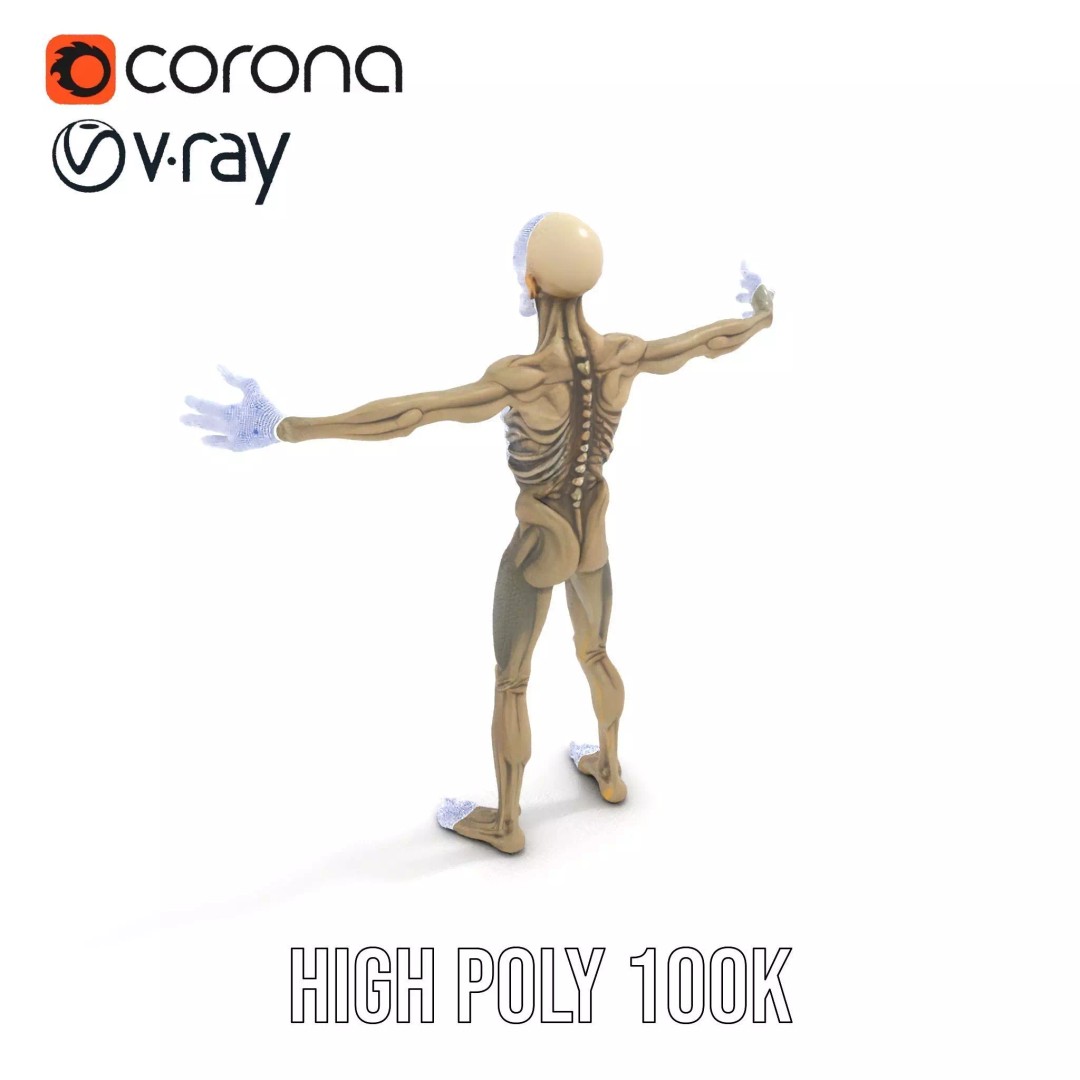 Skeleton 3D Model – Low Poly Game Ready Character with Rigging - View 33