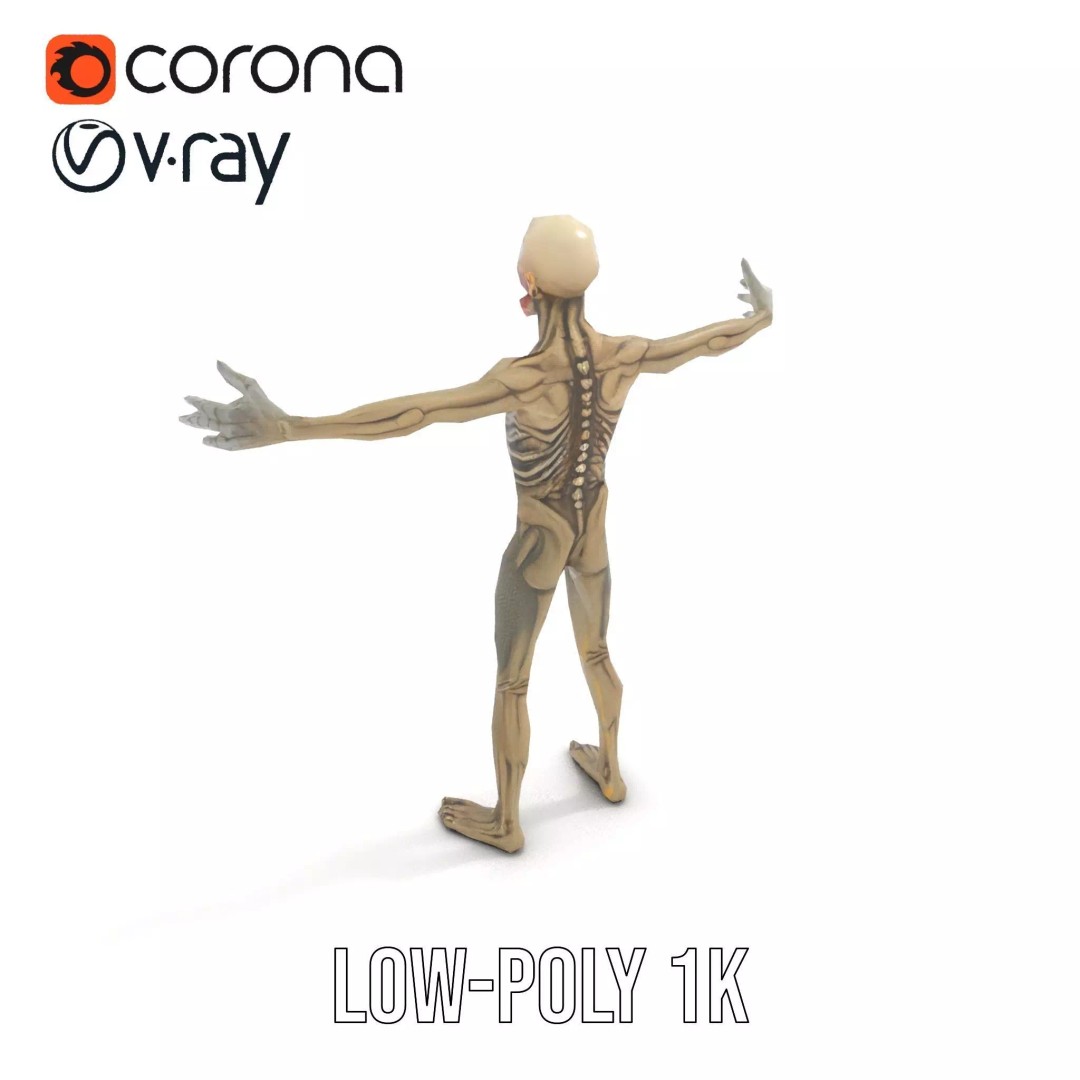 Skeleton 3D Model – Low Poly Game Ready Character with Rigging - View 9