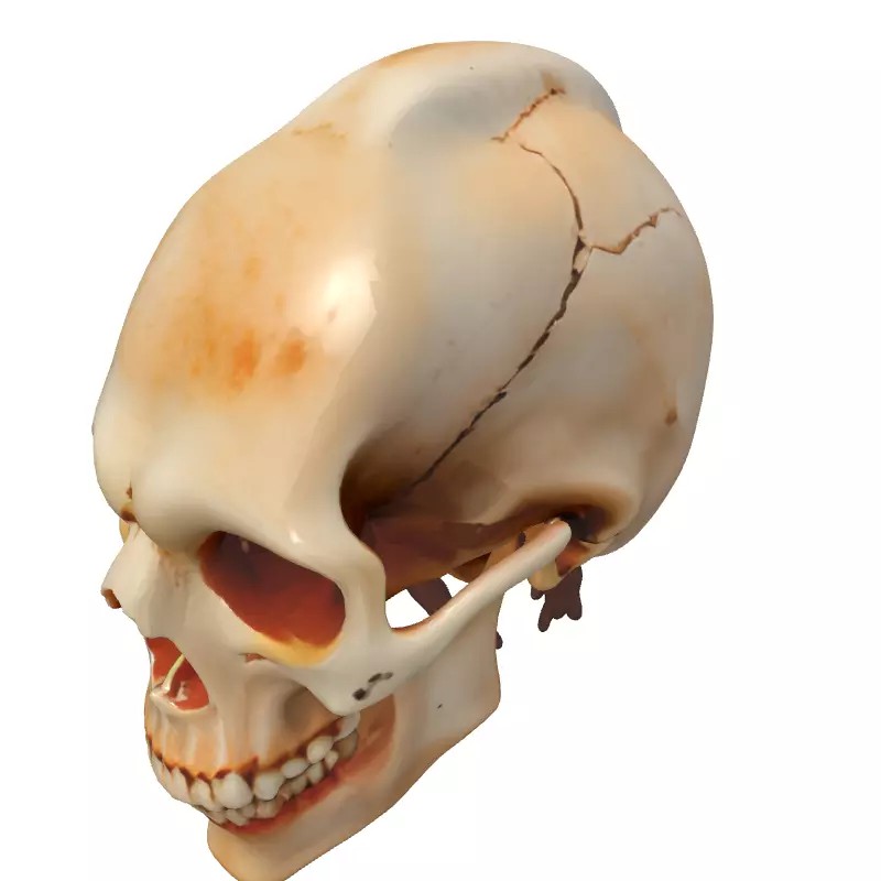 Stylized Elongated Skull 3D Model – Low Poly PBR Asset for Games - View 4