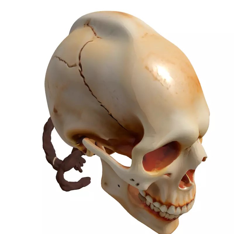 Stylized Elongated Skull 3D Model – Low Poly PBR Asset for Games - View 5