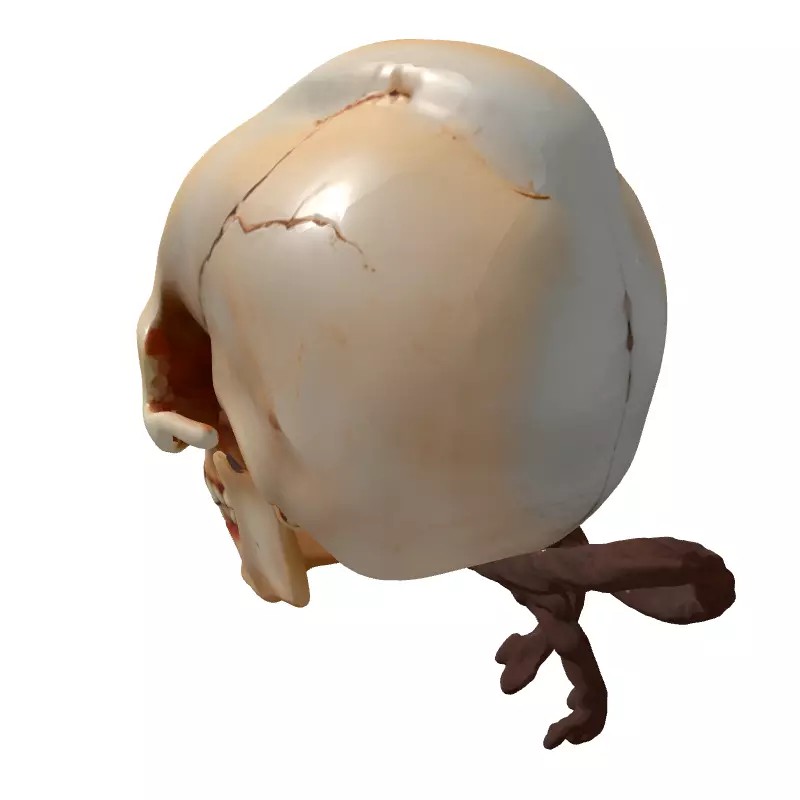 Stylized Elongated Skull 3D Model – Low Poly PBR Asset for Games - View 7