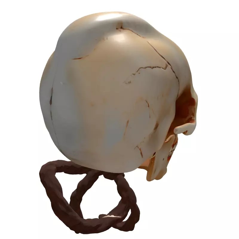 Stylized Elongated Skull 3D Model – Low Poly PBR Asset for Games - View 8