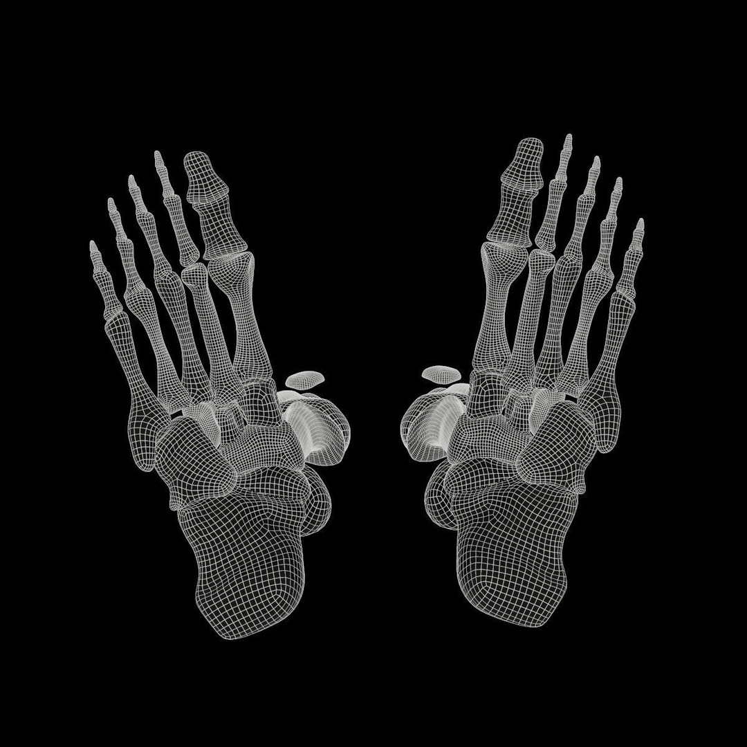 Anatomy Legs Foot Bones 3D Model – PBR Rigged Asset, FBX, OBJ
