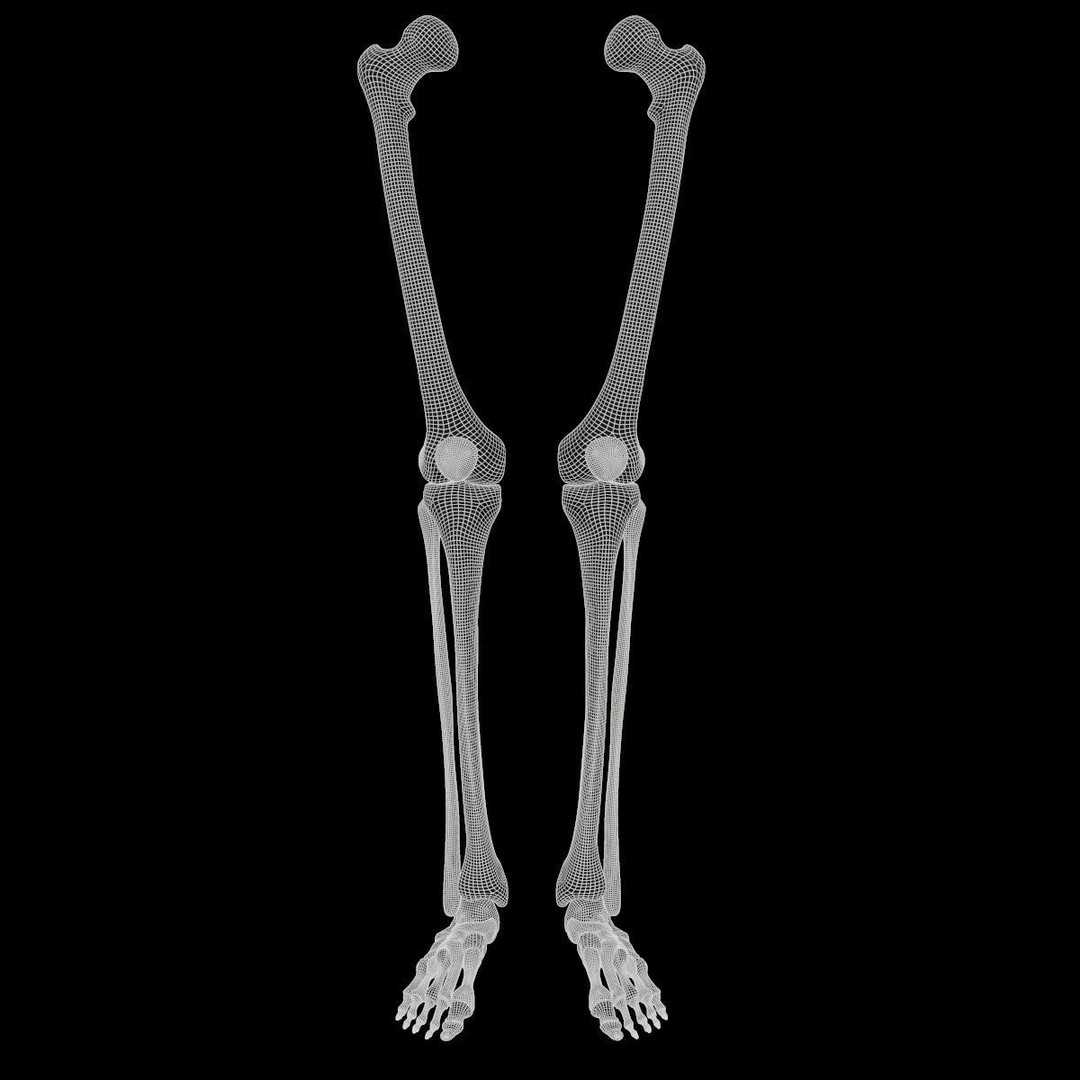 Anatomy Legs Foot Bones 3D Model – PBR Rigged Asset, FBX, OBJ - View 10