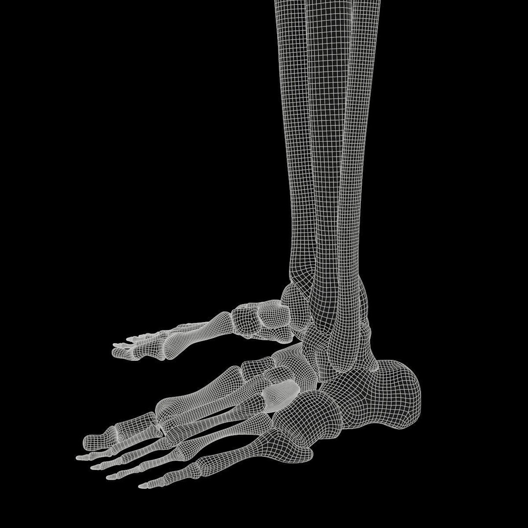 Anatomy Legs Foot Bones 3D Model – PBR Rigged Asset, FBX, OBJ - View 11