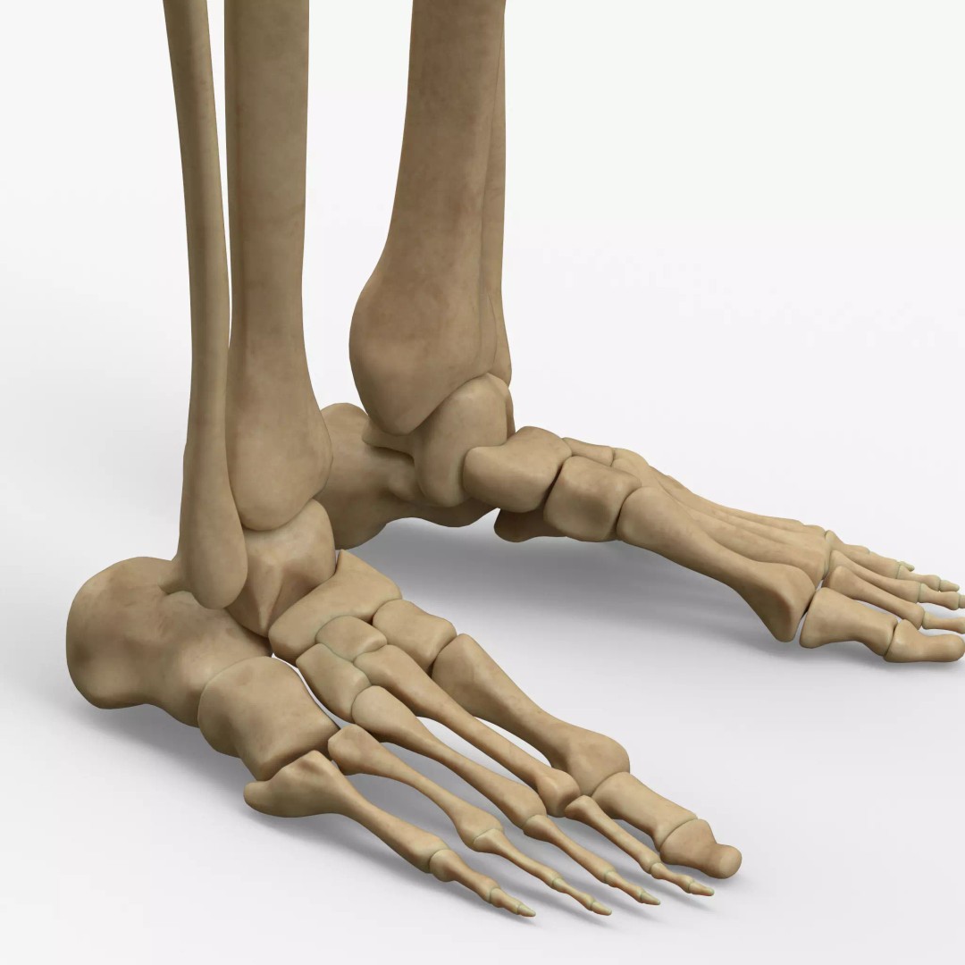 Anatomy Legs Foot Bones 3D Model – PBR Rigged Asset, FBX, OBJ - View 2