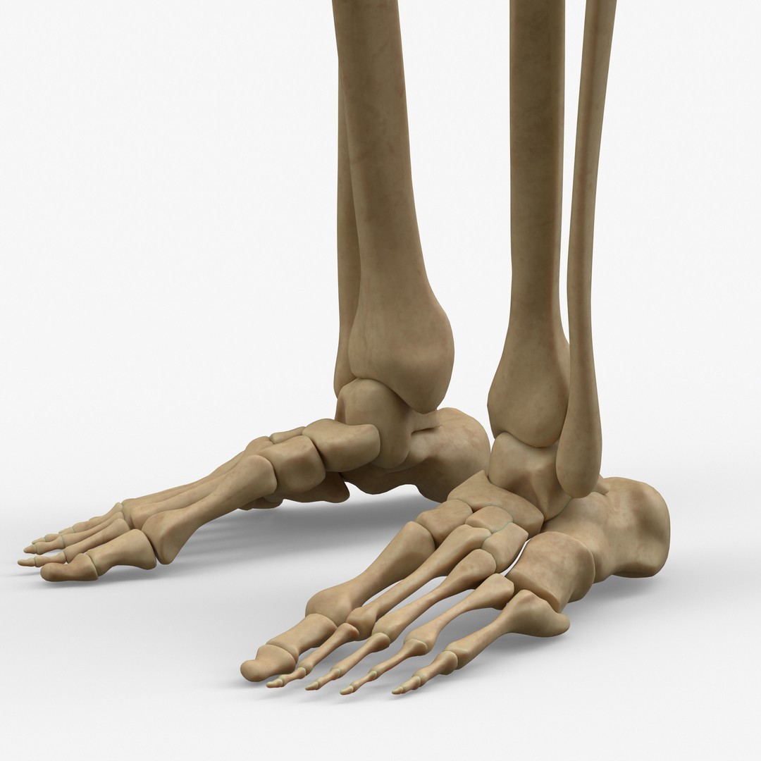 Anatomy Legs Foot Bones 3D Model – PBR Rigged Asset, FBX, OBJ - View 3