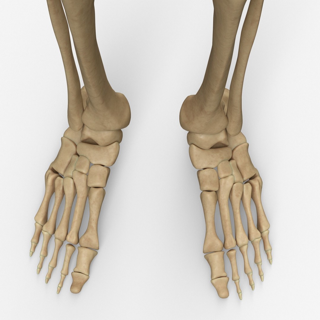 Anatomy Legs Foot Bones 3D Model – PBR Rigged Asset, FBX, OBJ - View 4