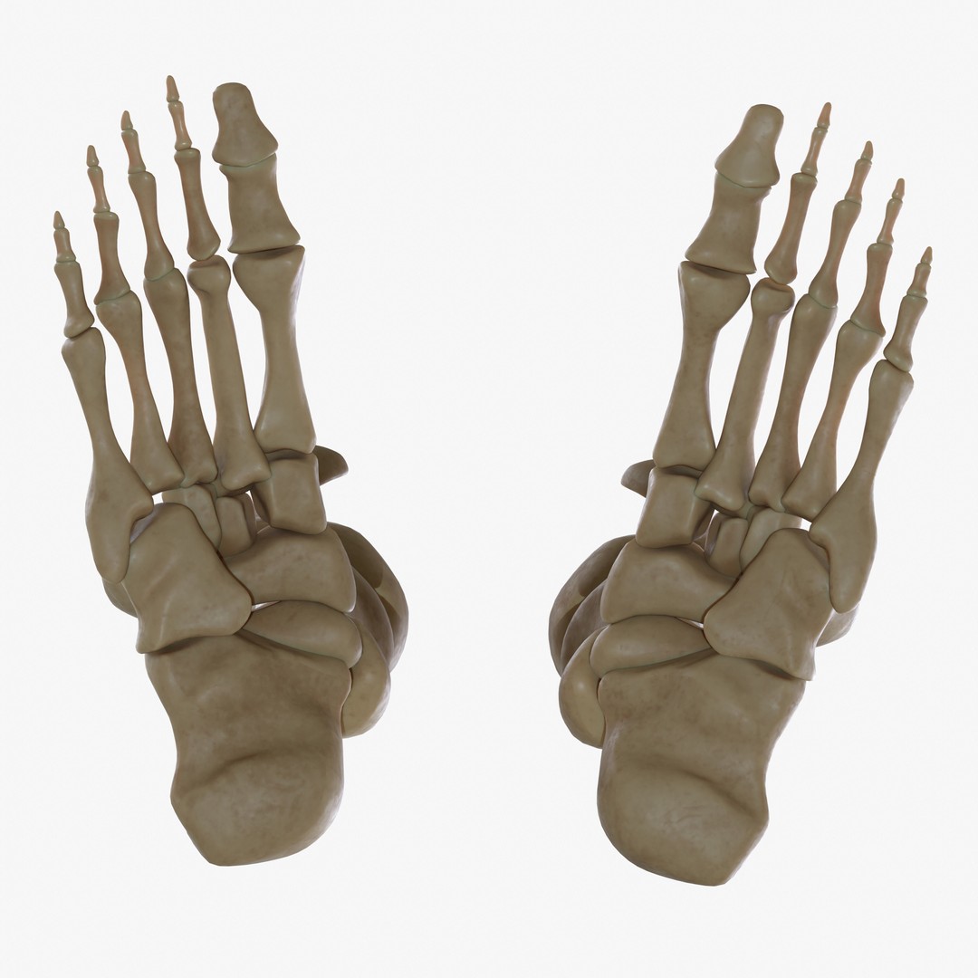 Anatomy Legs Foot Bones 3D Model – PBR Rigged Asset, FBX, OBJ - View 5