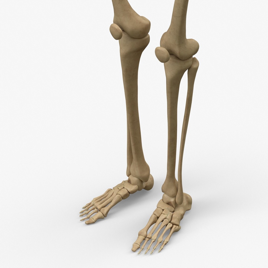 Anatomy Legs Foot Bones 3D Model – PBR Rigged Asset, FBX, OBJ - View 6