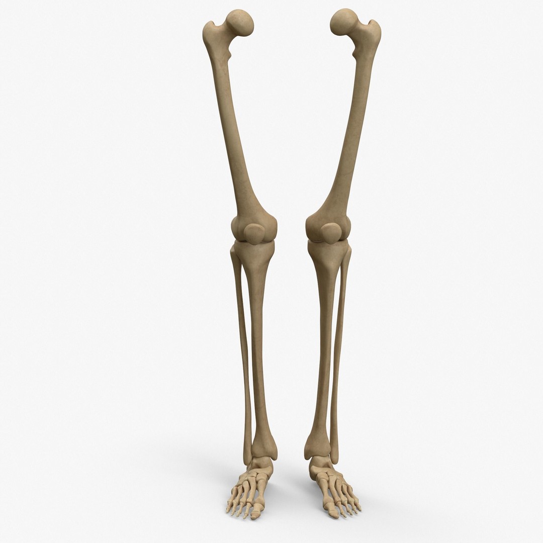 Anatomy Legs Foot Bones 3D Model – PBR Rigged Asset, FBX, OBJ - View 7