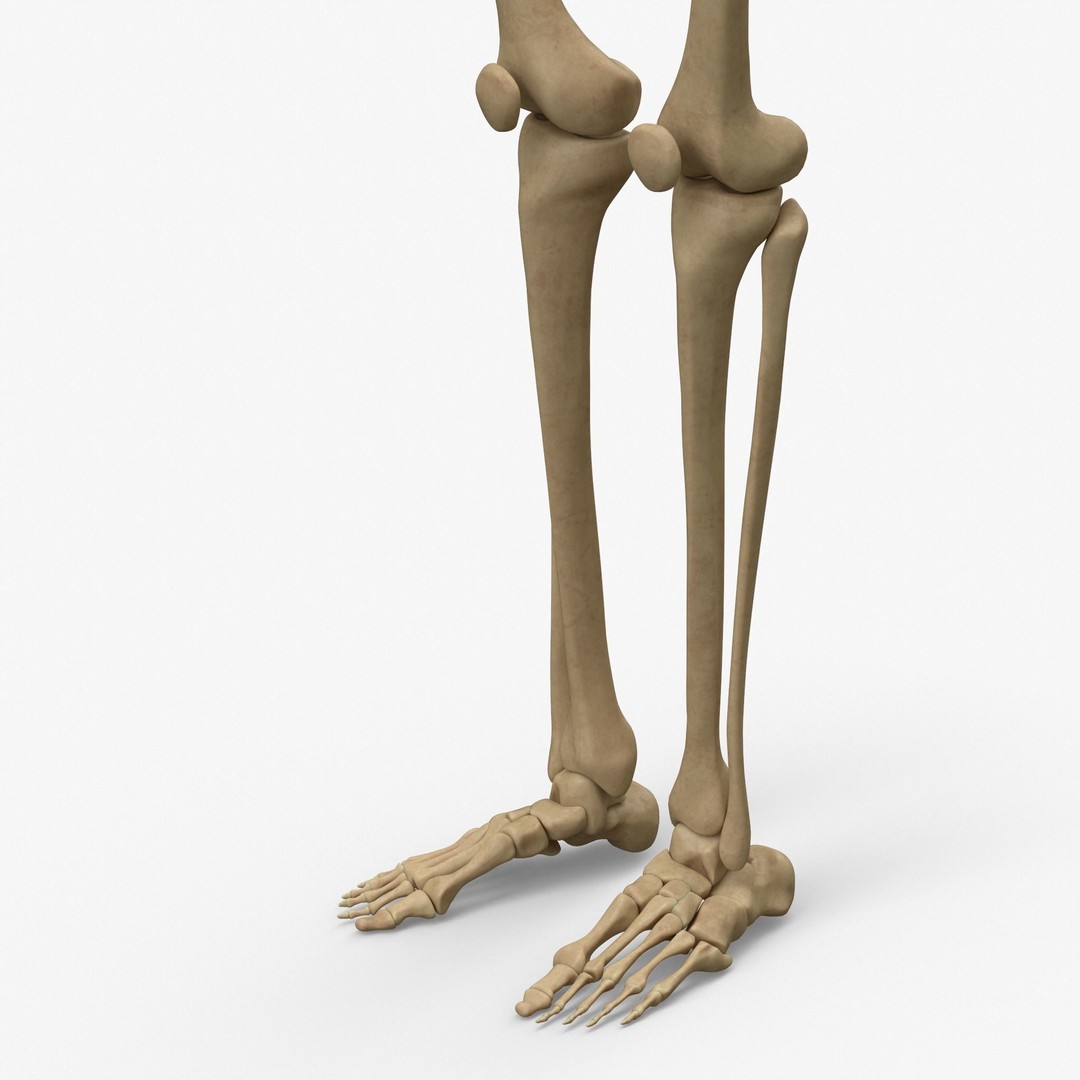 Anatomy Legs Foot Bones 3D Model – PBR Rigged Asset, FBX, OBJ - View 8