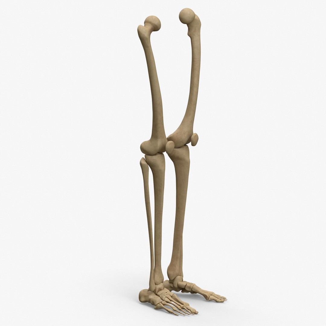 Anatomy Legs Foot Bones 3D Model – PBR Rigged Asset, FBX, OBJ - View 9