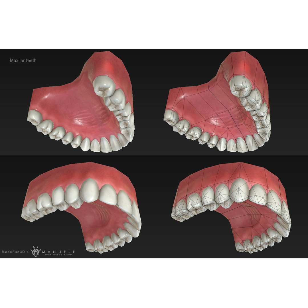 Low Poly Teeth Set 3D Model – Game Ready PBR Textured Asset - View 5