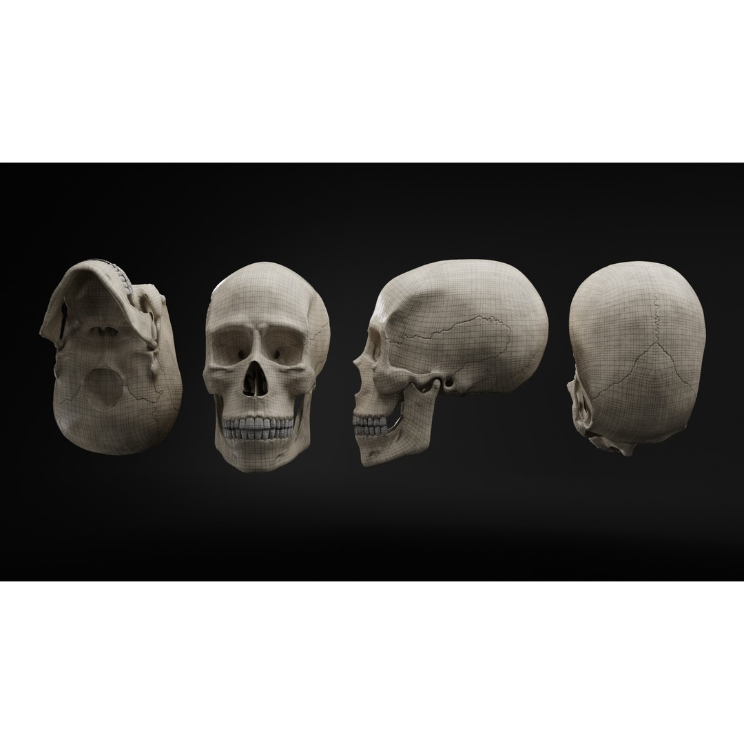 Human Skull 3D Model – Low Poly Realistic Design, FBX, PBR Textures - View 10