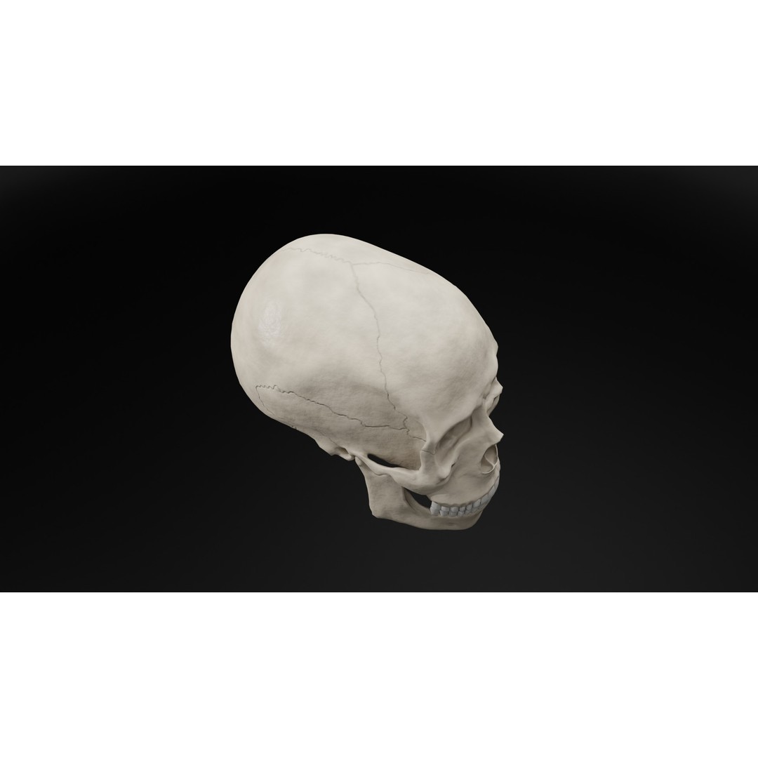Human Skull 3D Model – Low Poly Realistic Design, FBX, PBR Textures - View 11