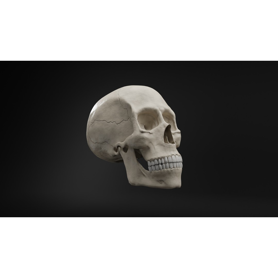 Human Skull 3D Model – Low Poly Realistic Design, FBX, PBR Textures - View 12