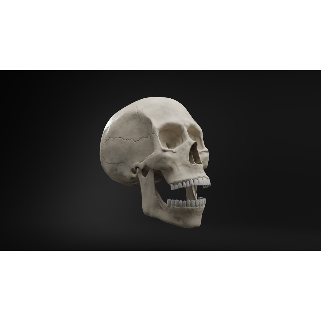 Human Skull 3D Model – Low Poly Realistic Design, FBX, PBR Textures - View 13