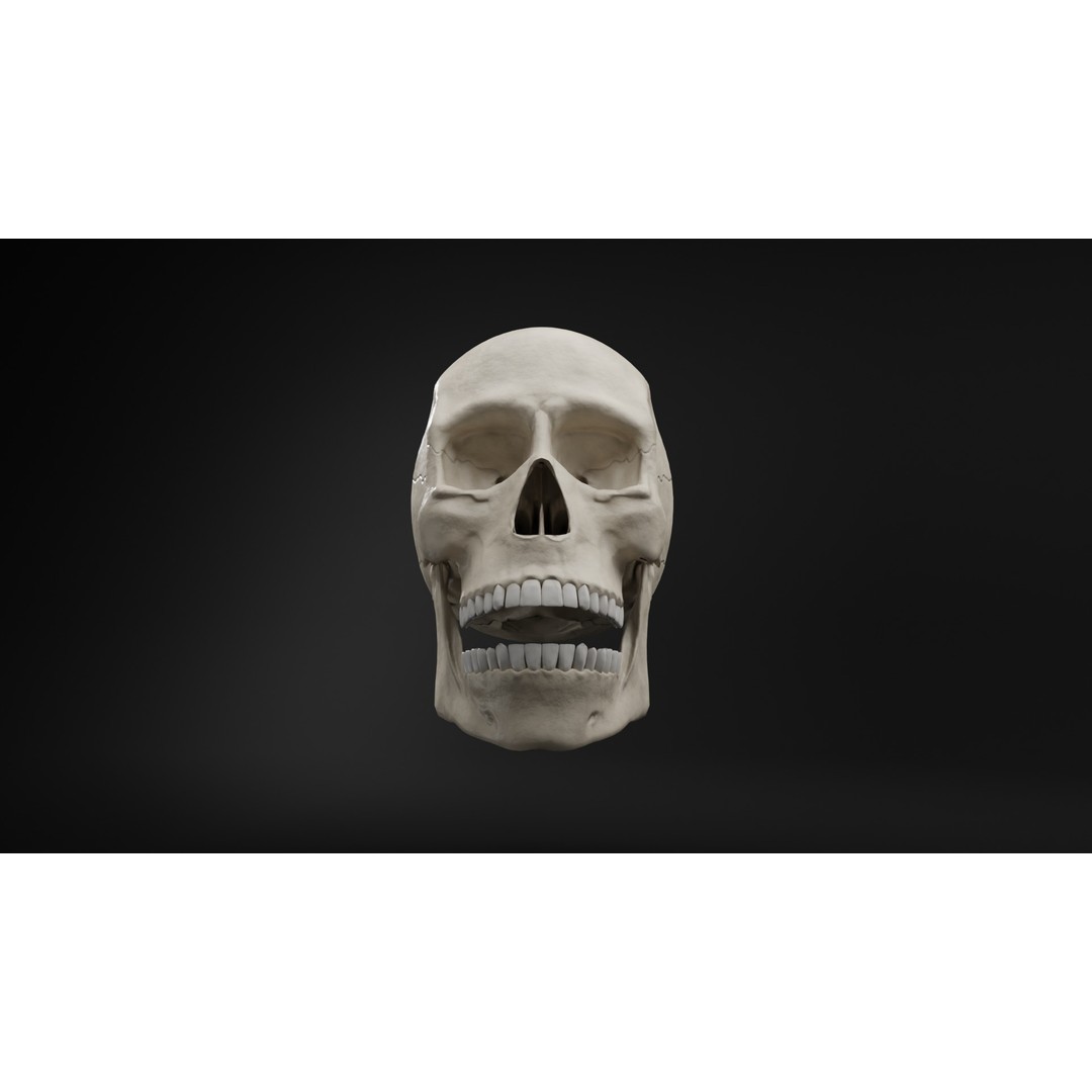 Human Skull 3D Model – Low Poly Realistic Design, FBX, PBR Textures - View 14