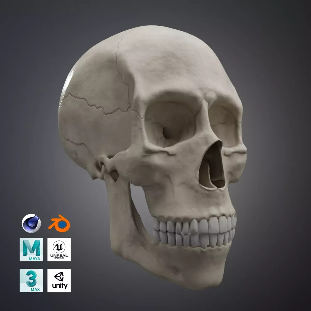 Human Skull 3D Model – Low Poly Realistic Design, FBX, PBR Textures - View 2
