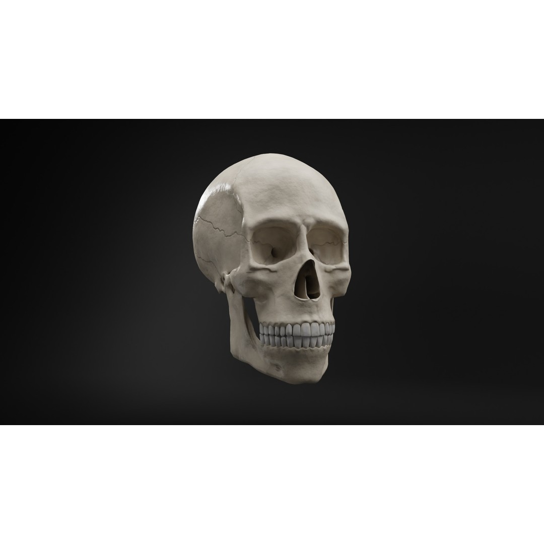 Human Skull 3D Model – Low Poly Realistic Design, FBX, PBR Textures - View 3