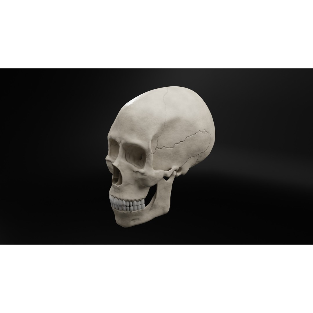 Human Skull 3D Model – Low Poly Realistic Design, FBX, PBR Textures - View 4