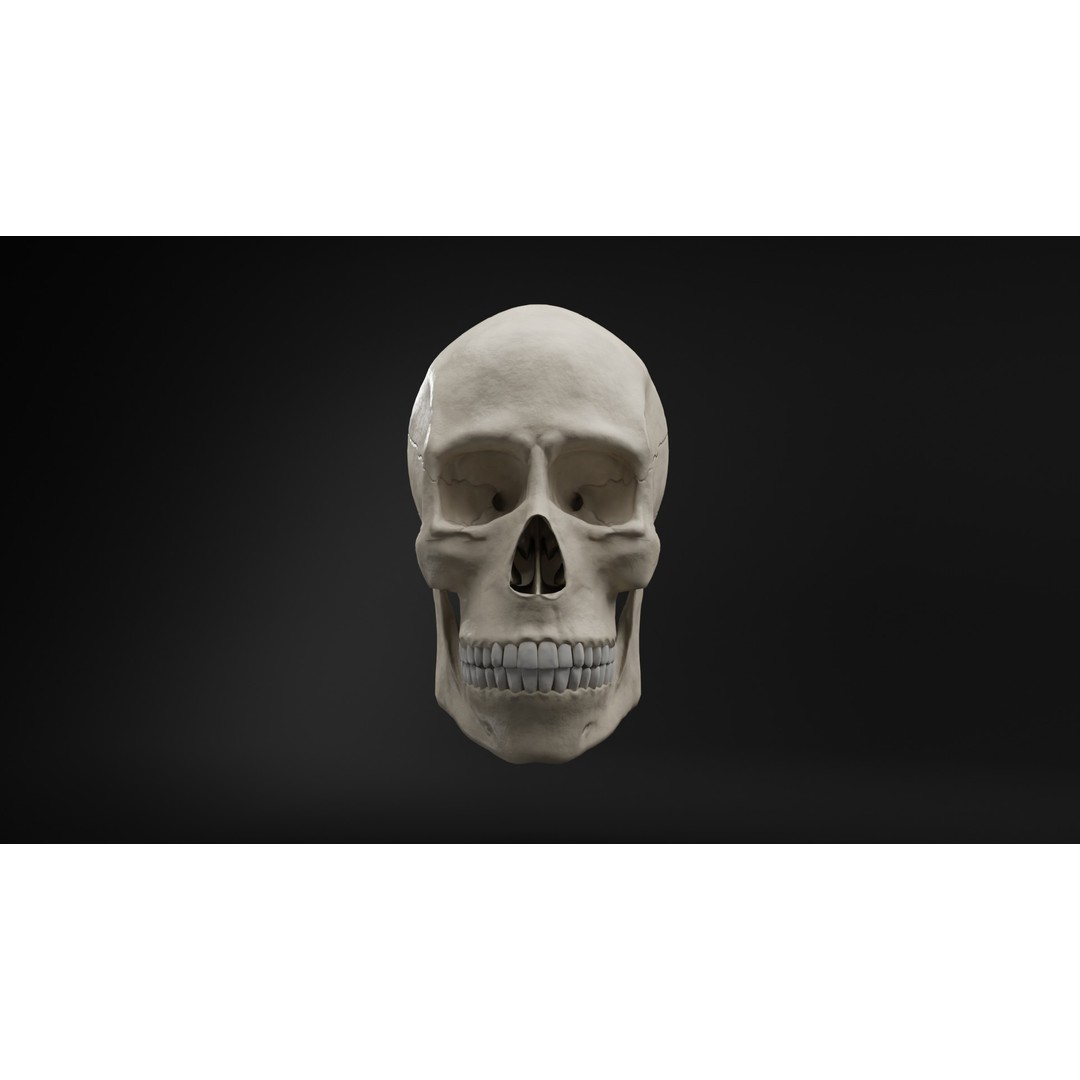 Human Skull 3D Model – Low Poly Realistic Design, FBX, PBR Textures - View 5