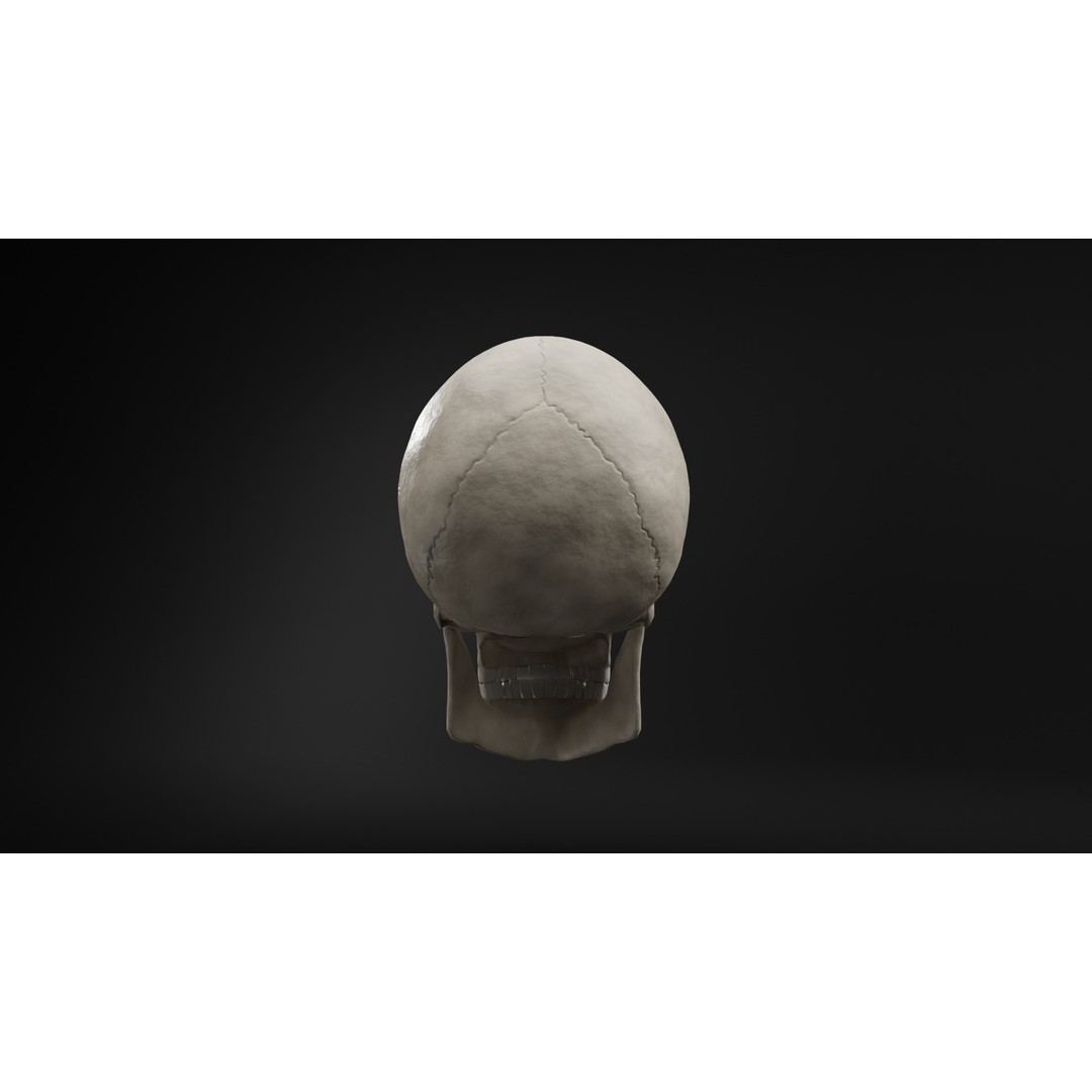 Human Skull 3D Model – Low Poly Realistic Design, FBX, PBR Textures - View 6