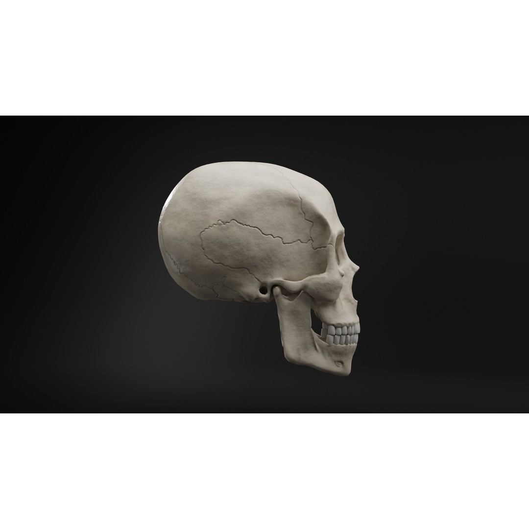 Human Skull 3D Model – Low Poly Realistic Design, FBX, PBR Textures - View 7