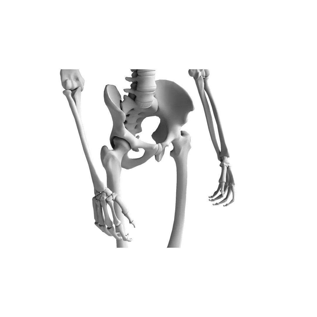Human Skeleton 3D Model – High Detail Anatomical Asset, FBX & OBJ