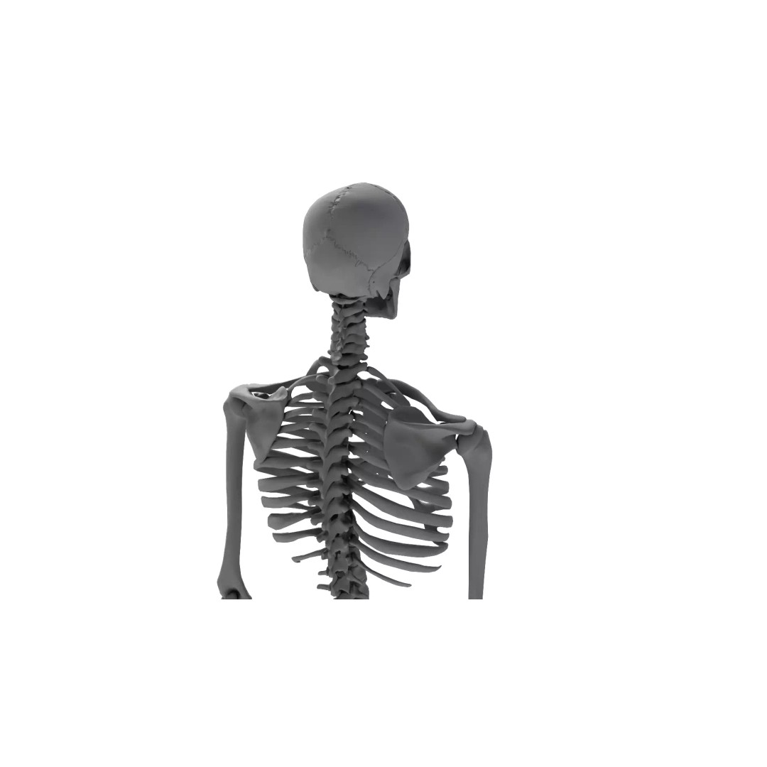 Human Skeleton 3D Model – High Detail Anatomical Asset, FBX & OBJ - View 10