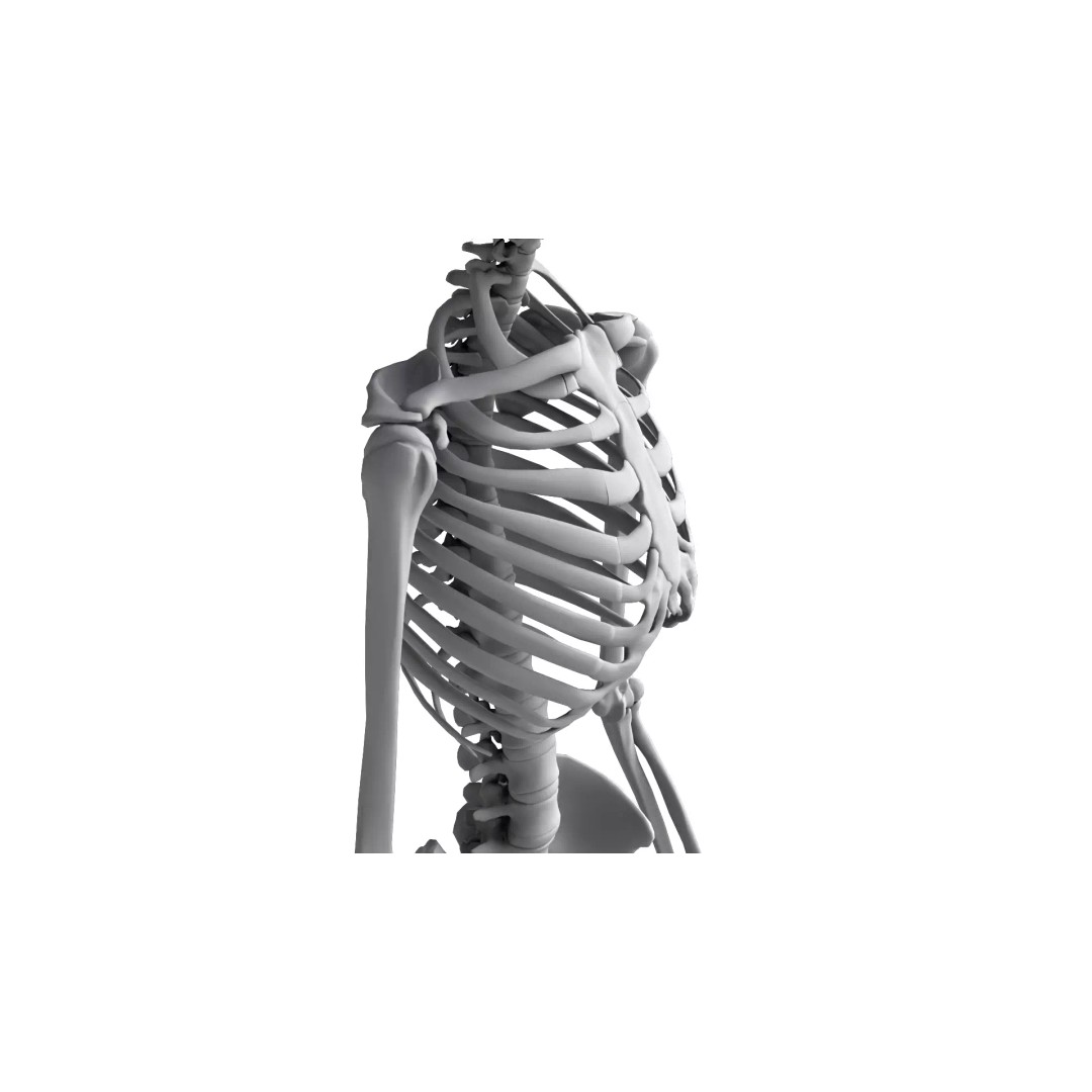 Human Skeleton 3D Model – High Detail Anatomical Asset, FBX & OBJ - View 11