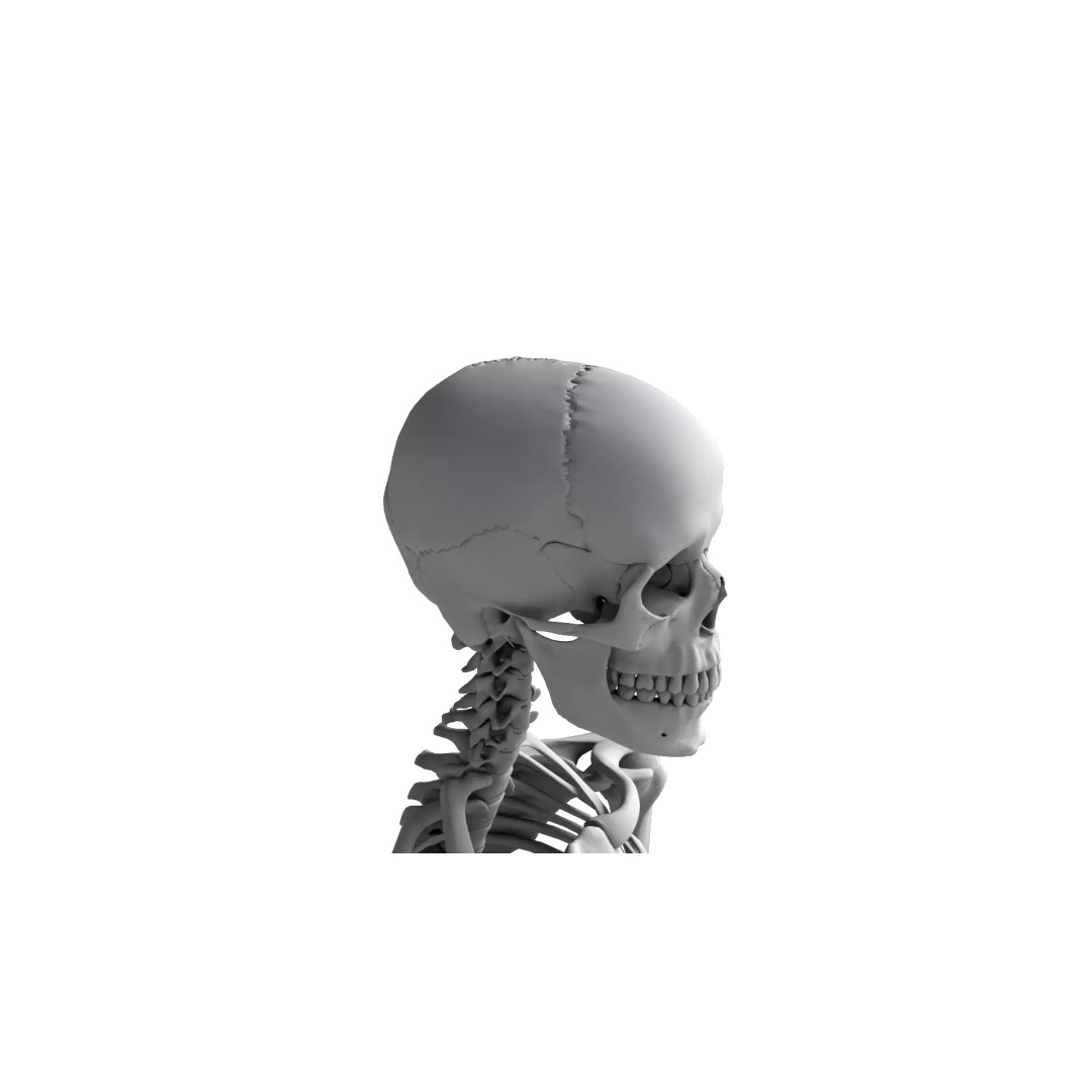 Human Skeleton 3D Model – High Detail Anatomical Asset, FBX & OBJ - View 12