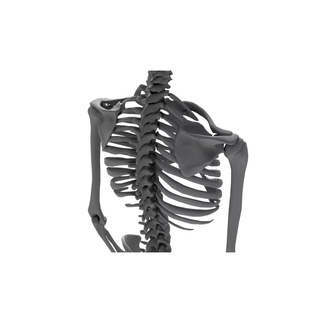 Human Skeleton 3D Model – High Detail Anatomical Asset, FBX & OBJ - View 13