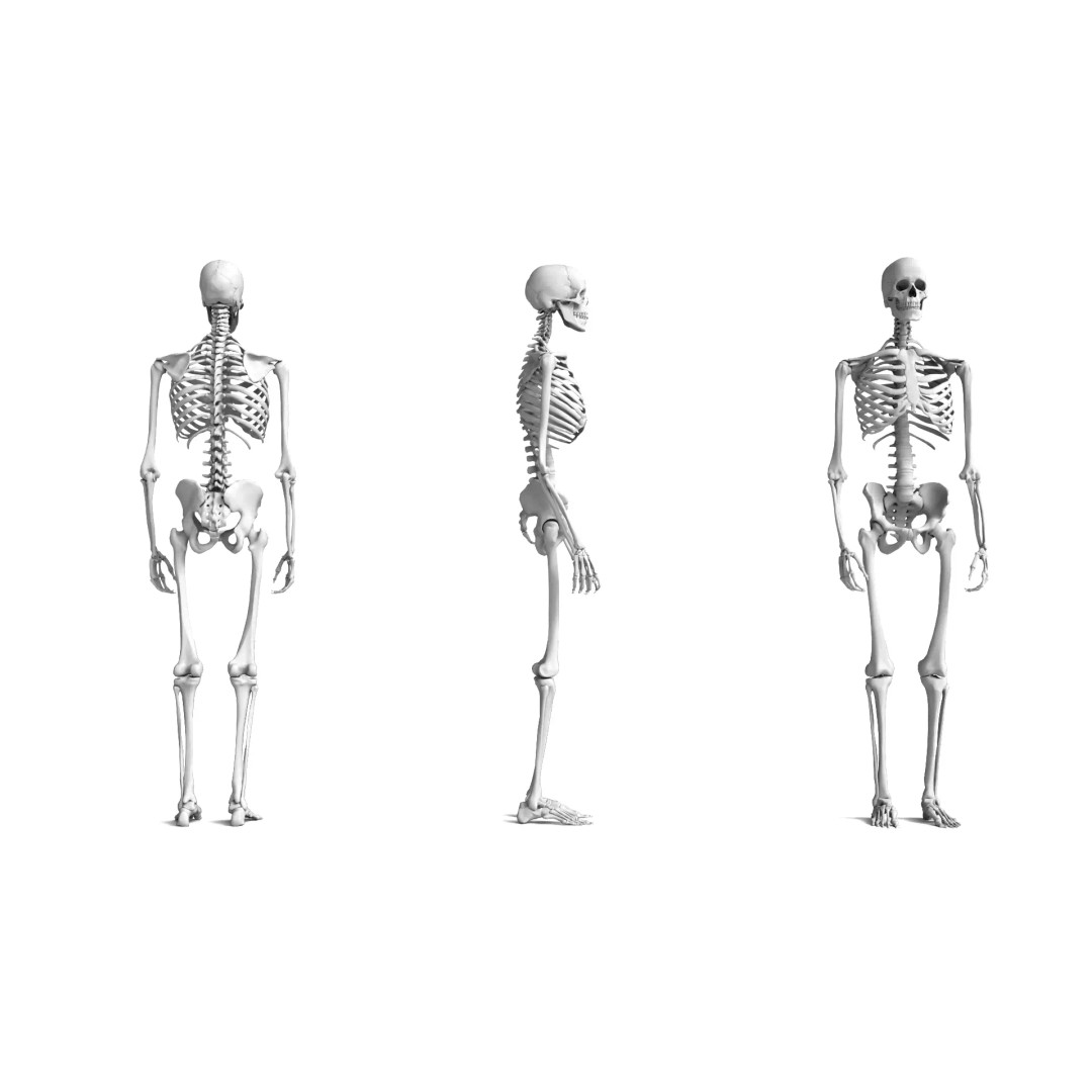 Human Skeleton 3D Model – High Detail Anatomical Asset, FBX & OBJ - View 2