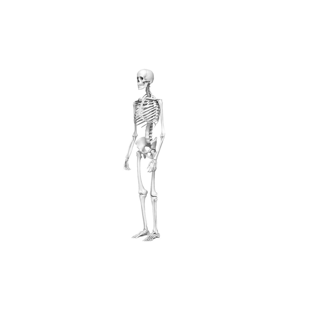 Human Skeleton 3D Model – High Detail Anatomical Asset, FBX & OBJ - View 4