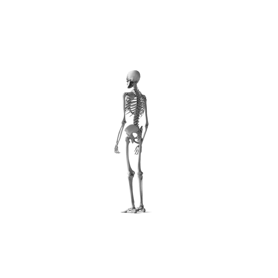 Human Skeleton 3D Model – High Detail Anatomical Asset, FBX & OBJ - View 5