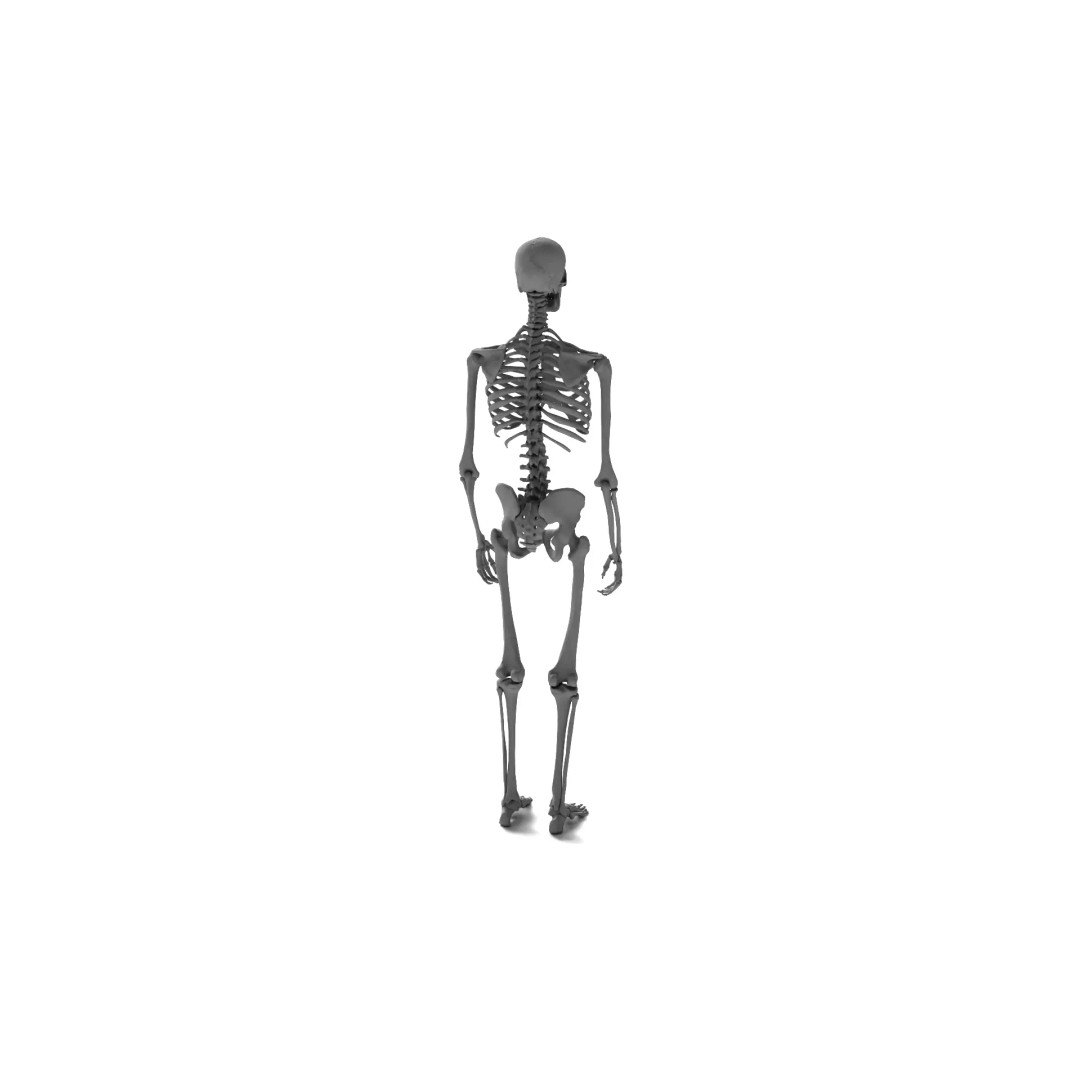 Human Skeleton 3D Model – High Detail Anatomical Asset, FBX & OBJ - View 6