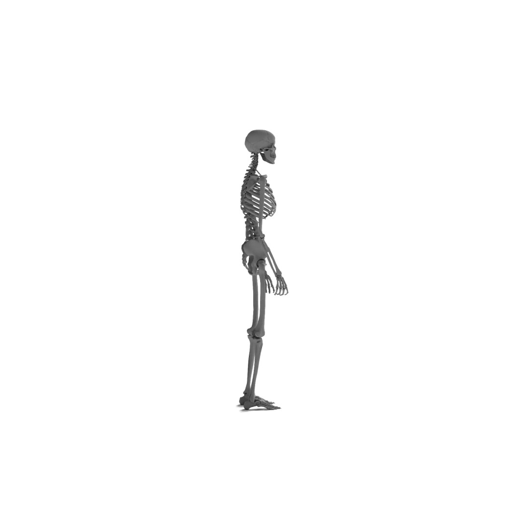 Human Skeleton 3D Model – High Detail Anatomical Asset, FBX & OBJ - View 7