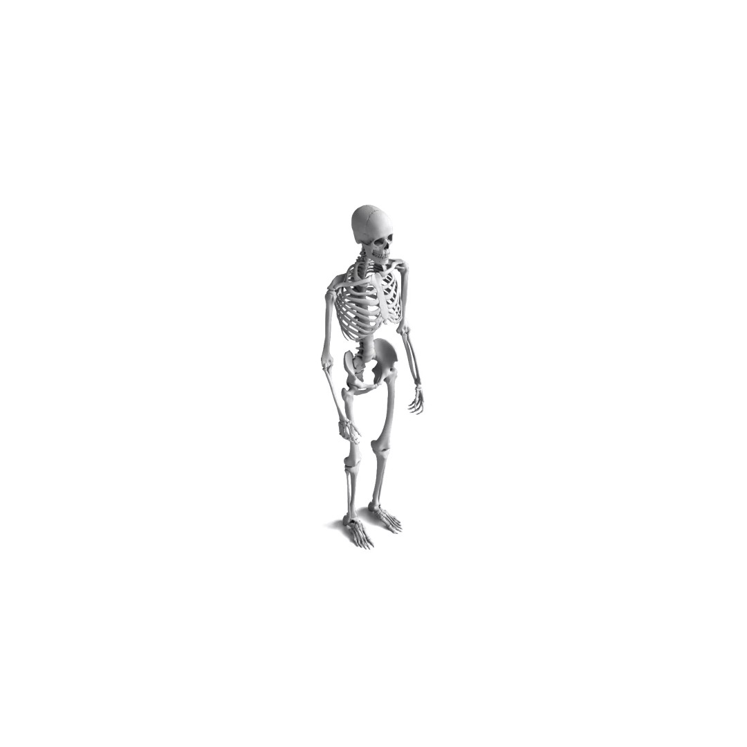 Human Skeleton 3D Model – High Detail Anatomical Asset, FBX & OBJ - View 8
