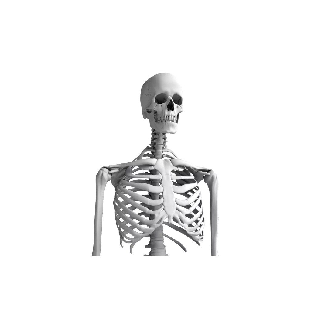 Human Skeleton 3D Model – High Detail Anatomical Asset, FBX & OBJ - View 9