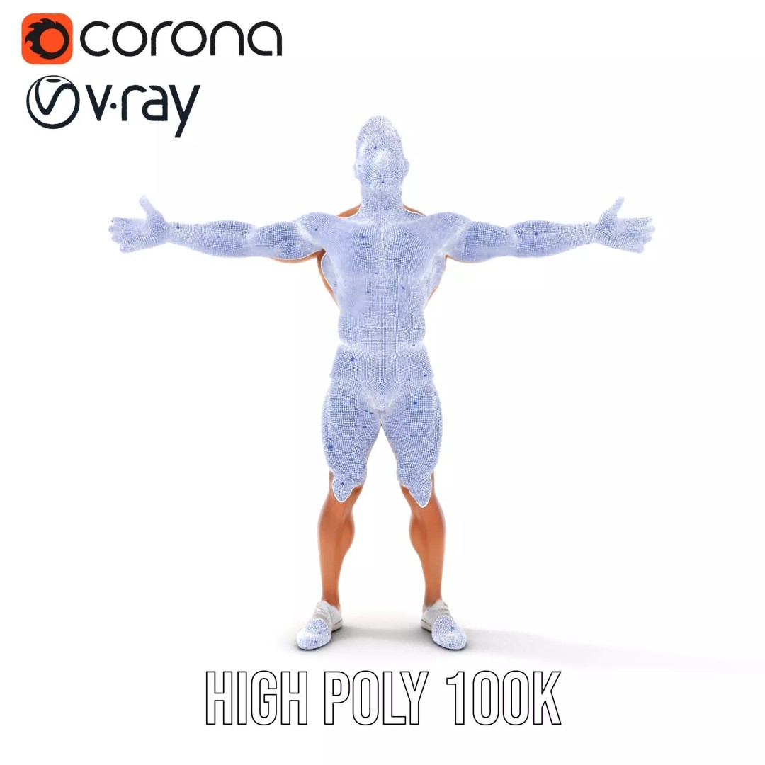 Muscular Human Anatomy 3D Model – Low Poly Educational Asset, FBX