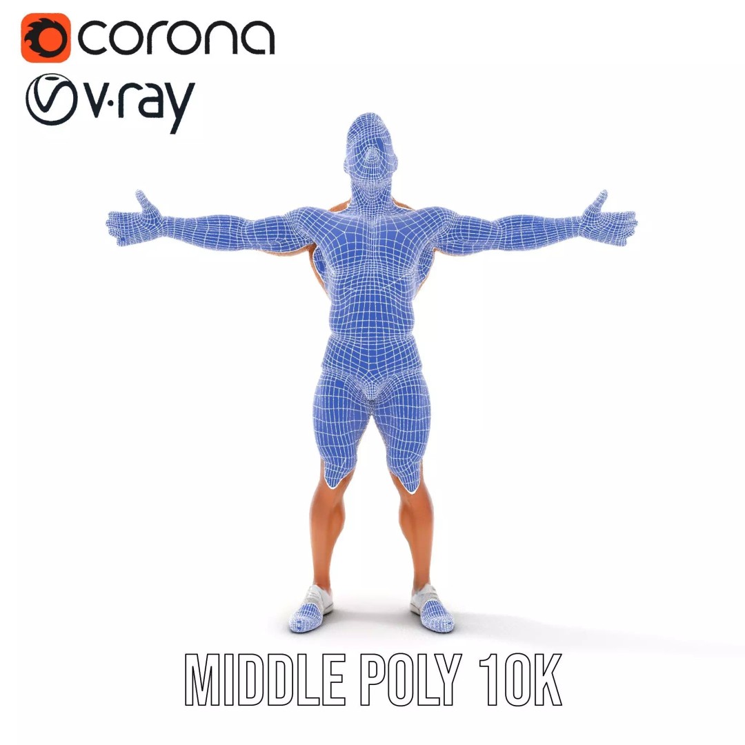 Muscular Human Anatomy 3D Model – Low Poly Educational Asset, FBX - View 28