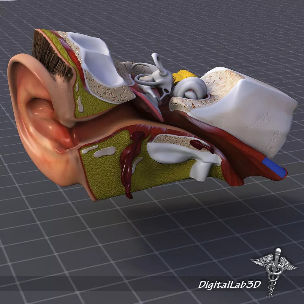 Human Ear Anatomy 3D Model – Realistic Medical Visualization, FBX, OBJ - View 2